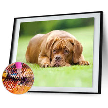 Charger l&#39;image dans la galerie, Chien bouleversé - peinture complète de diamant - 30x40cm
