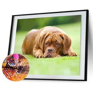 Chien bouleversé - peinture complète de diamant - 30x40cm