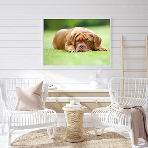 Chien bouleversé - peinture complète de diamant - 30x40cm