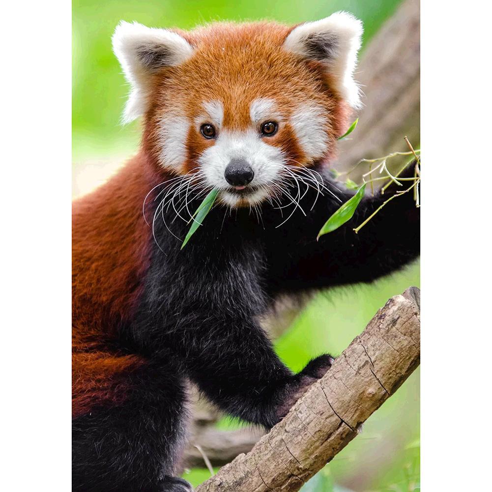 Koala d’escalade - peinture complète de diamant - 30x40cm