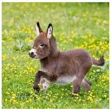 Charger l&#39;image dans la galerie, Âne - diamant rond complet - 30x30cm
