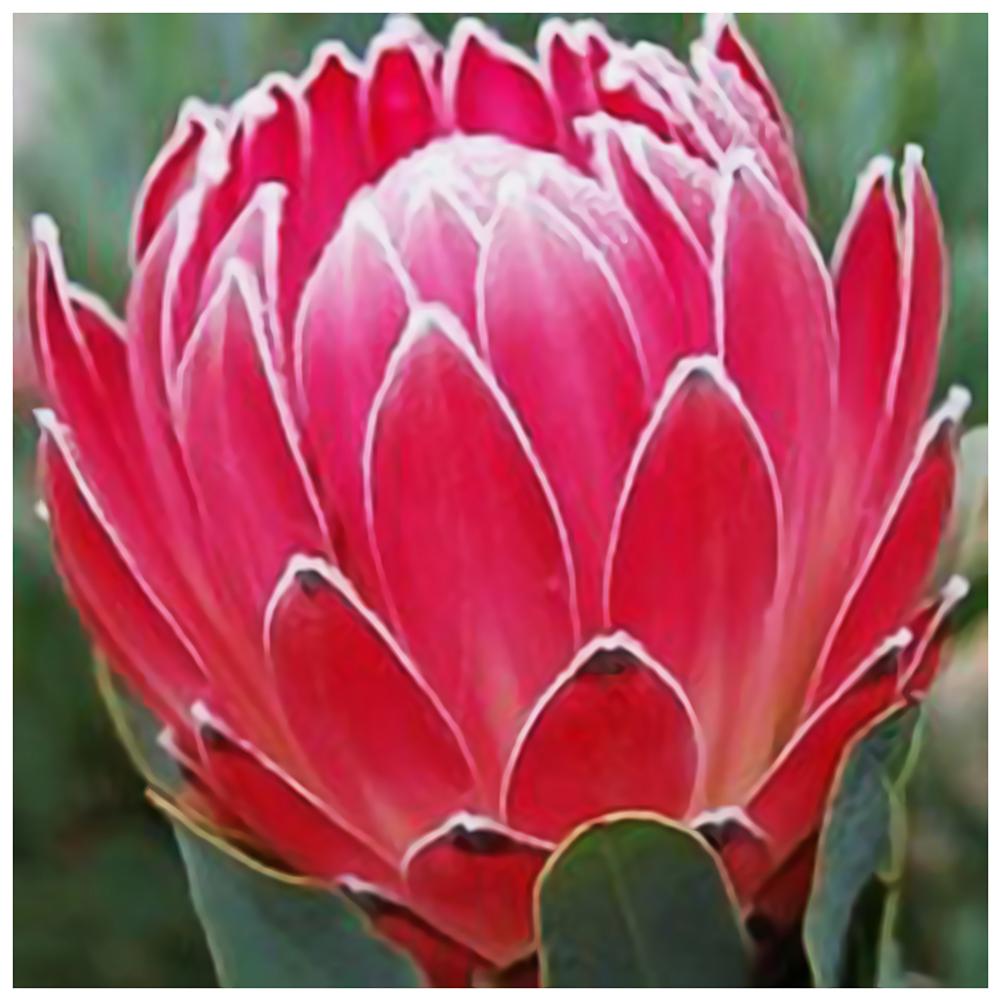 Fleur - diamant rond complet - 30x30cm