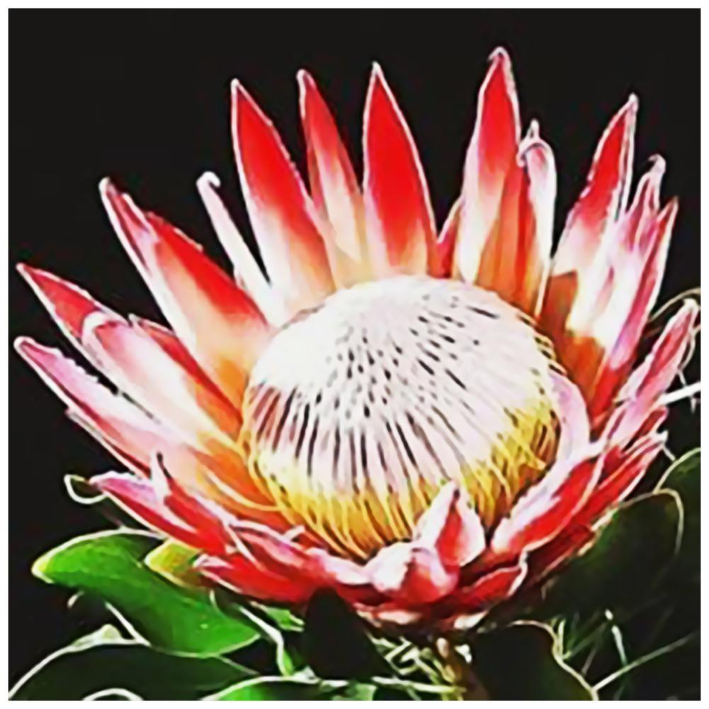 Fleur - diamant rond complet - 30x30cm