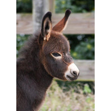 Charger l&#39;image dans la galerie, Âne - diamant rond complet - 30x40cm
