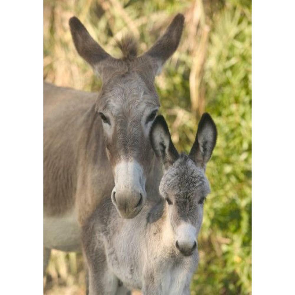 Âne - diamant rond complet - 30x40cm