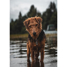 Charger l&#39;image dans la galerie, Chien - diamant rond complet - 30x40cm
