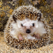 Charger l&#39;image dans la galerie, Animaux - diamant rond complet - 30x30cm
