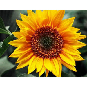Tournesol positif - diamant rond complet - 40x30cm