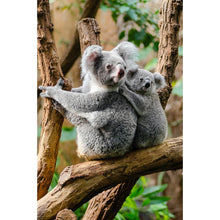Charger l&#39;image dans la galerie, Koala - diamant rond complet - 30x40cm

