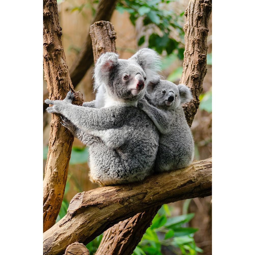 Koala - diamant rond complet - 30x40cm