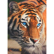 Charger l&#39;image dans la galerie, Tigre - diamant rond complet - 30x40cm
