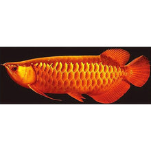 Charger l&#39;image dans la galerie, Poisson - diamant rond complet - 110x45cm
