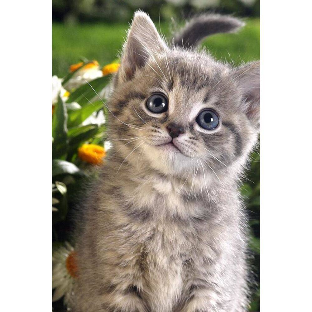 Chaton - diamant rond complet - 30x40cm